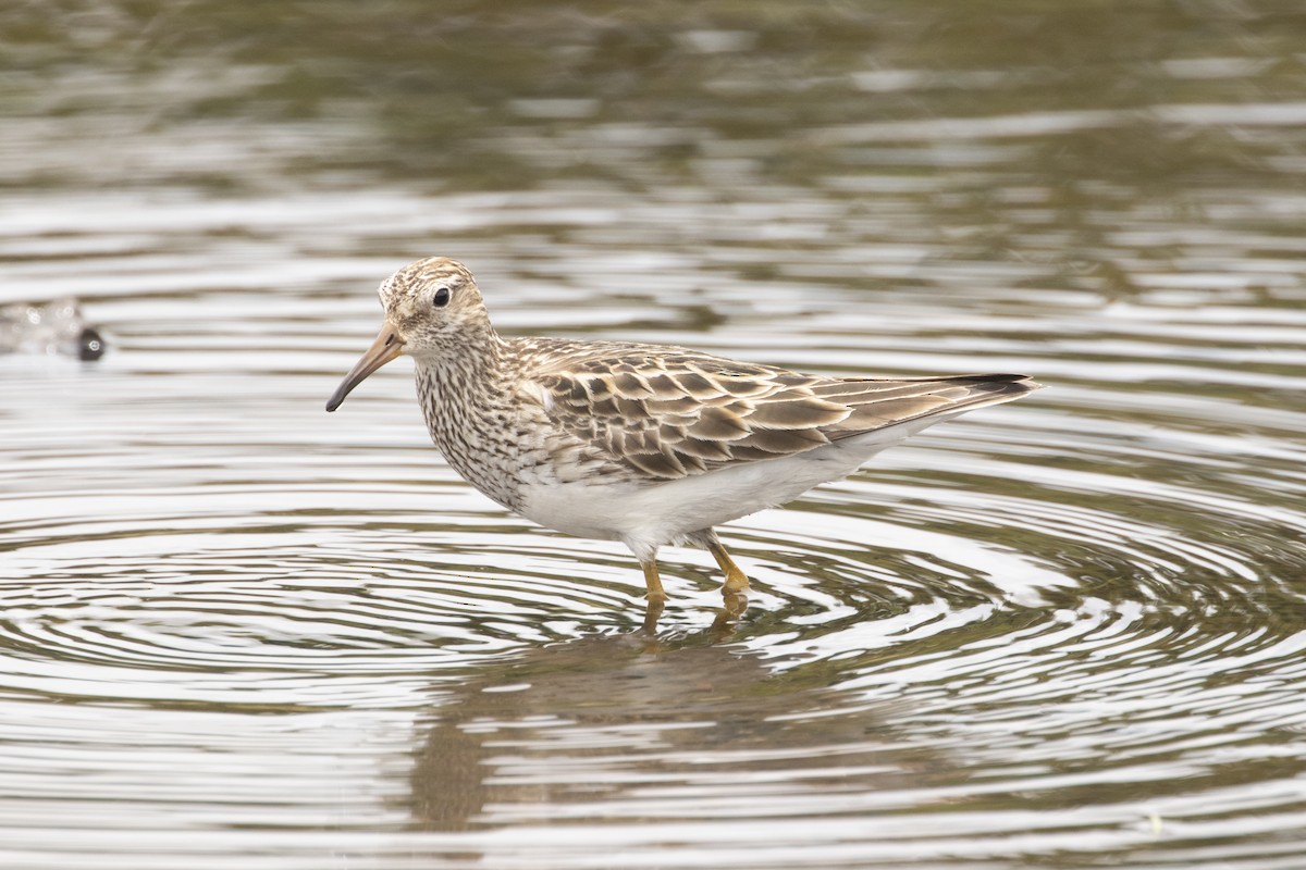 Pectoral Sandpiper - ML560873501