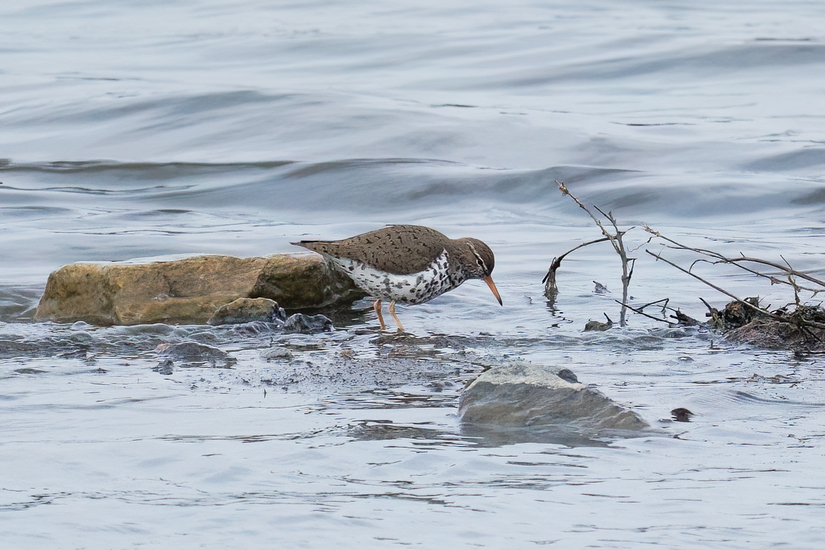 Spotted Sandpiper - ML560874211