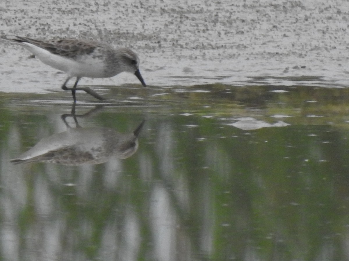 White-rumped Sandpiper - ML560874651