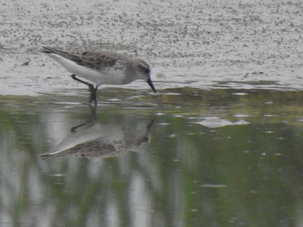 White-rumped Sandpiper - ML560874691