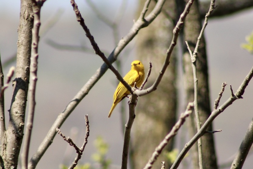 Yellow Warbler - ML560875581