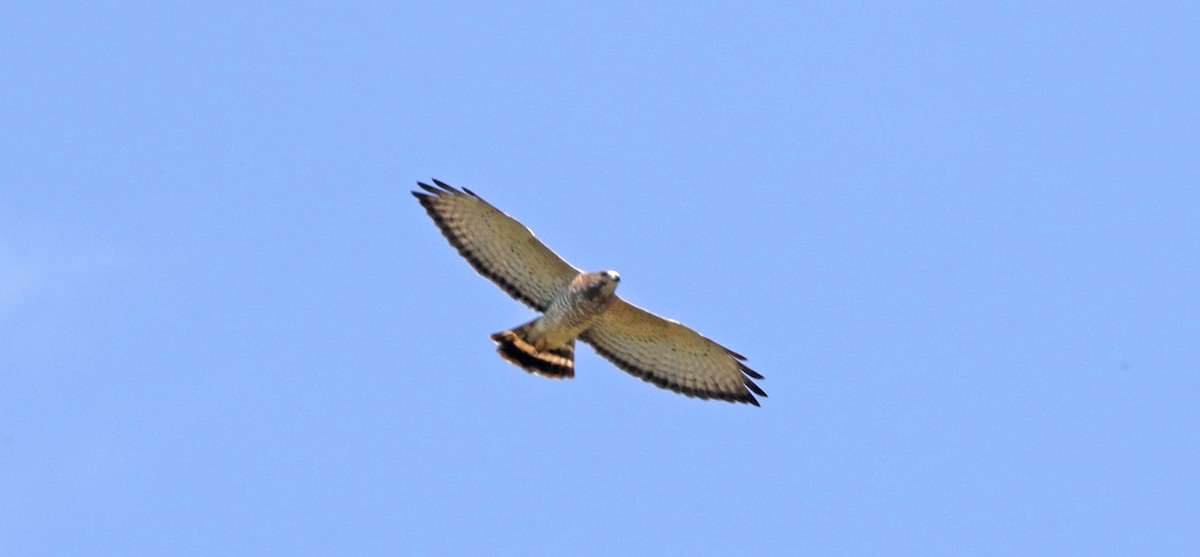 Broad-winged Hawk - ML560875801