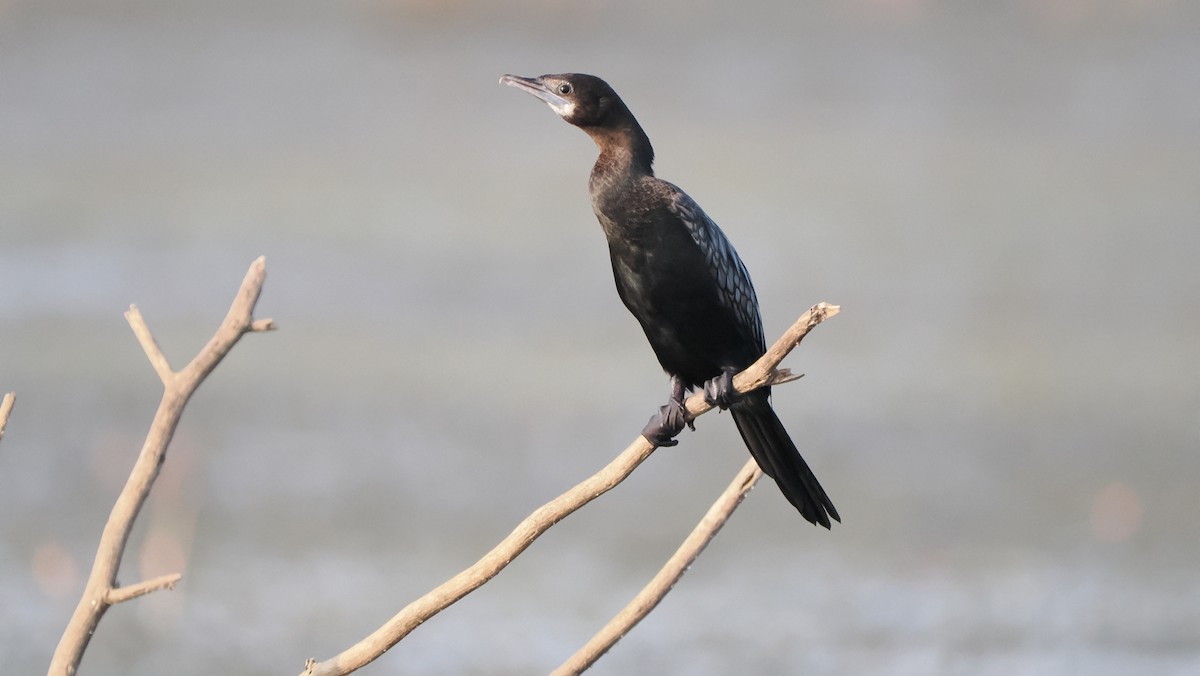 Little Cormorant - ML560876331