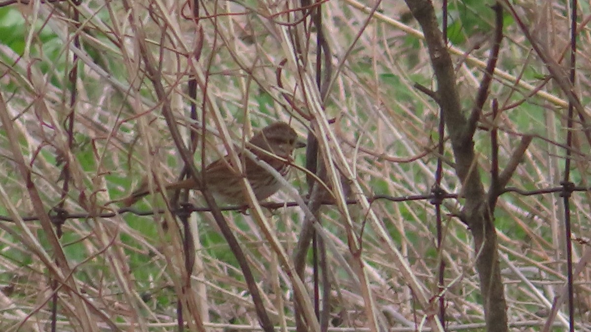 Song Sparrow - Gregory Allen