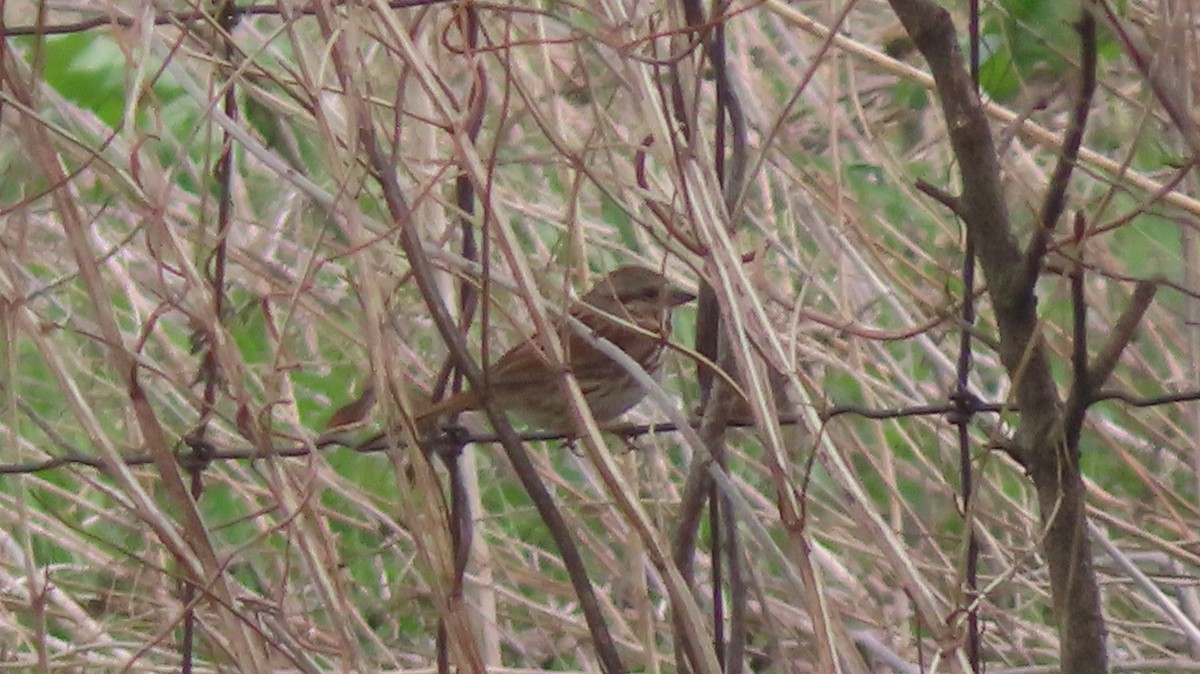 Song Sparrow - ML560877601