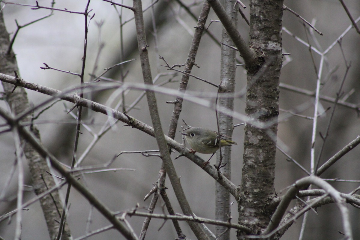 Ruby-crowned Kinglet - Ryan Hamilton