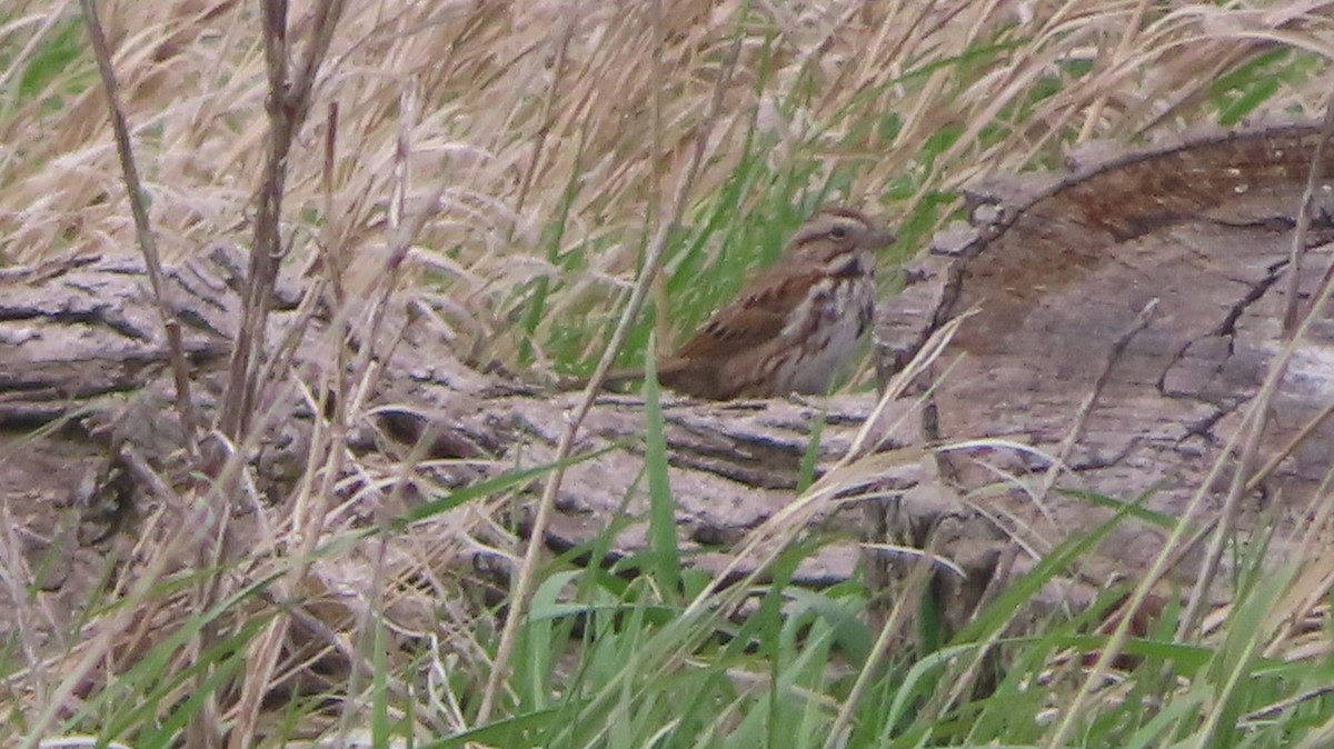 Song Sparrow - ML560877811