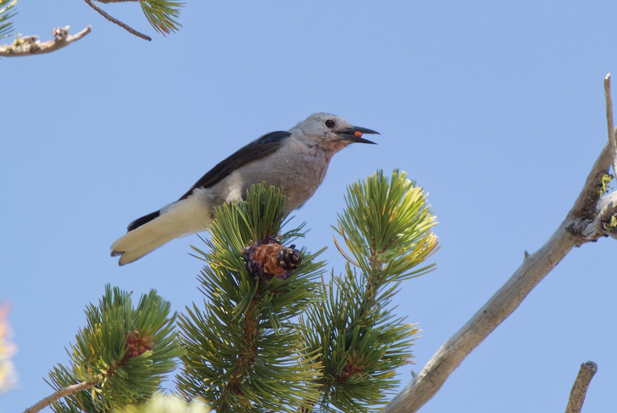 Clark's Nutcracker - ML560878751