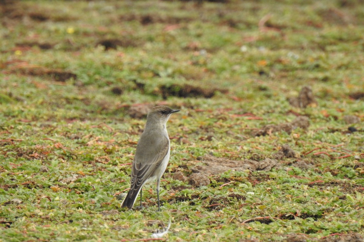 Dark-faced Ground-Tyrant - Cristina Ríos