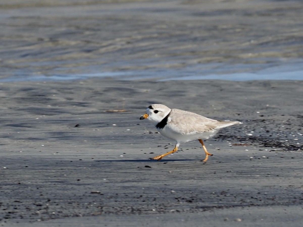 Piping Plover - ML560879061