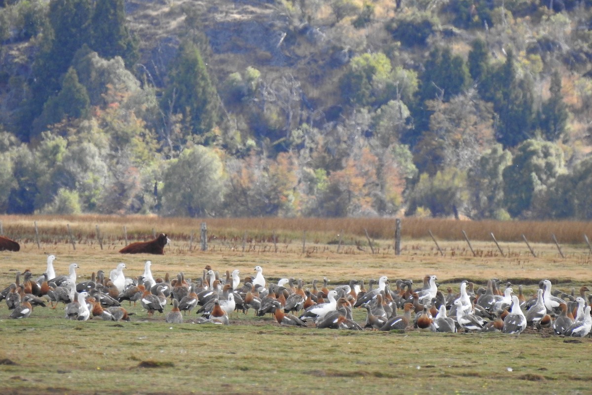 Upland Goose - ML560879261