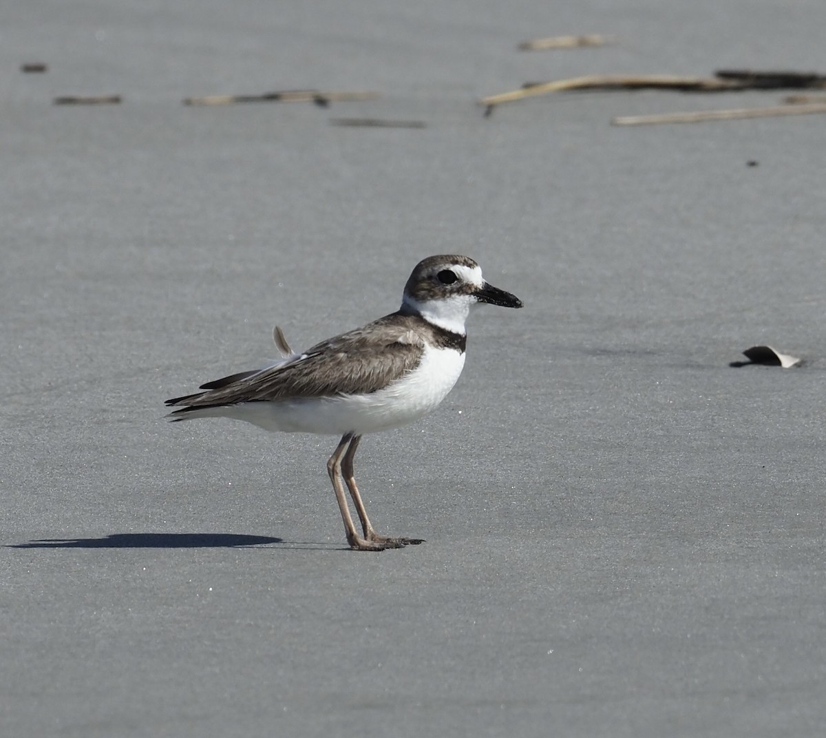 Wilson's Plover - ML560879341