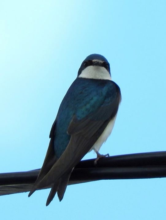 Tree Swallow - ML56087951