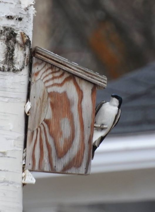 Tree Swallow - ML56087961