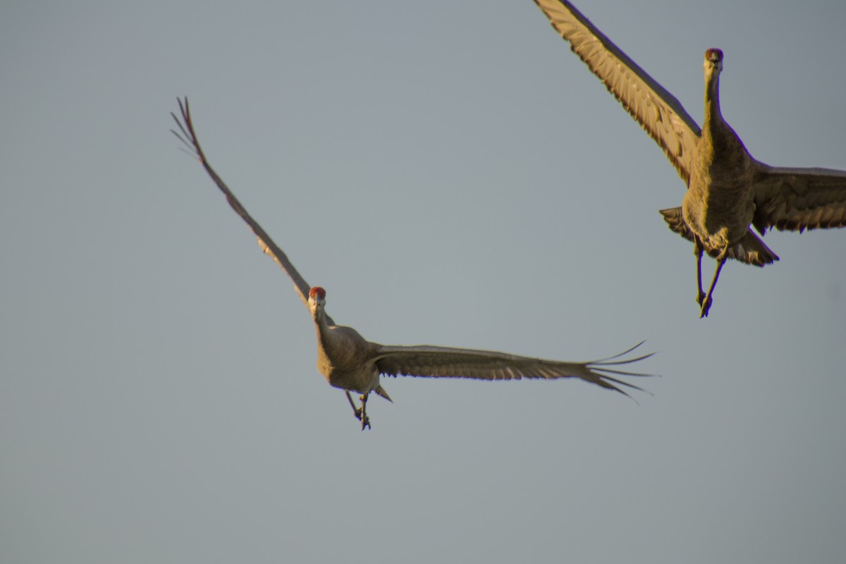 Sandhill Crane - ML560881251
