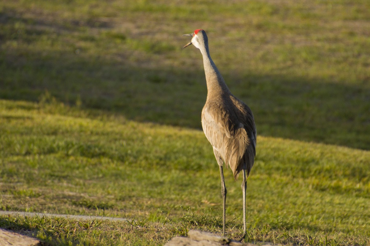 Sandhill Crane - ML560881261