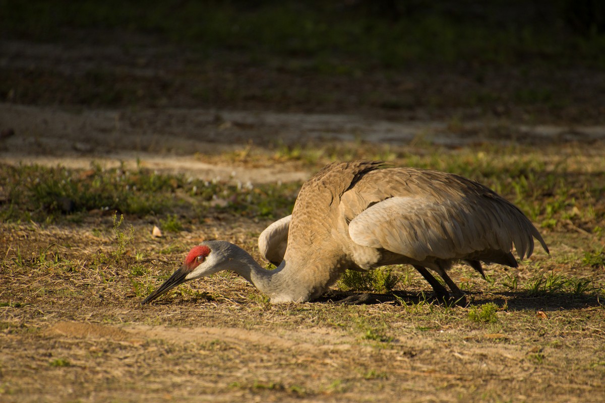 Sandhill Crane - ML560881281