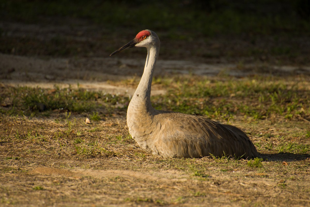 Sandhill Crane - ML560881291