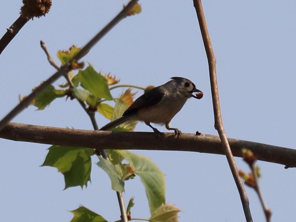 Tufted Titmouse - Alta Tanner