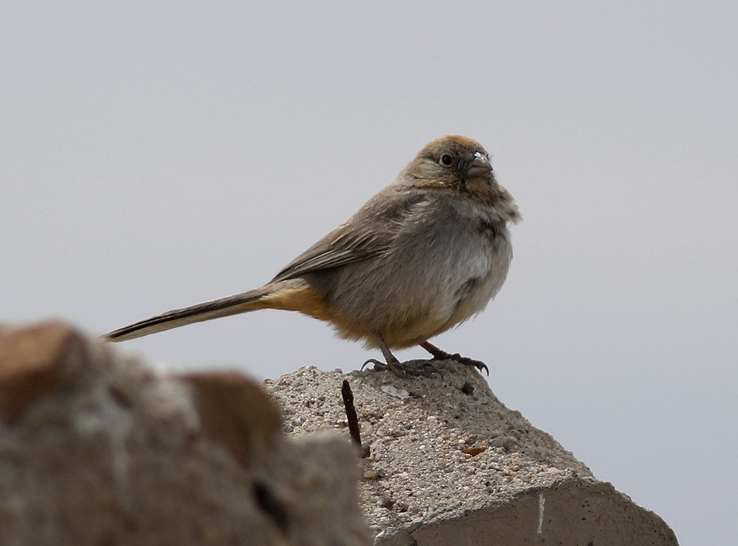 Canyon Towhee - ML56088281