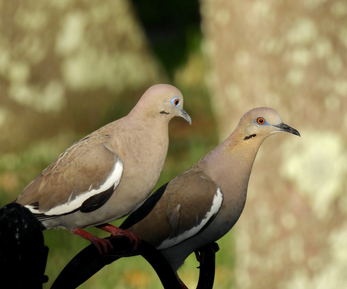 White-winged Dove - Carol Porch