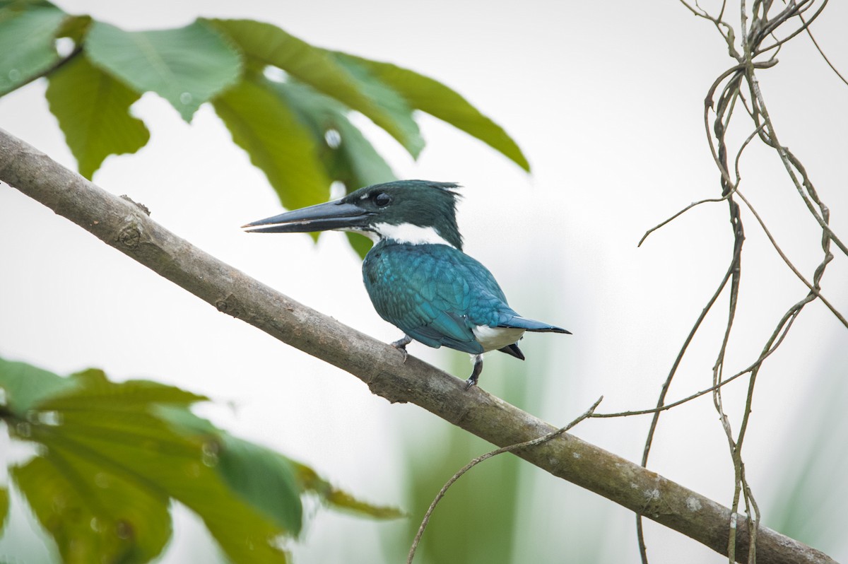 Amazon Kingfisher - ML560885481