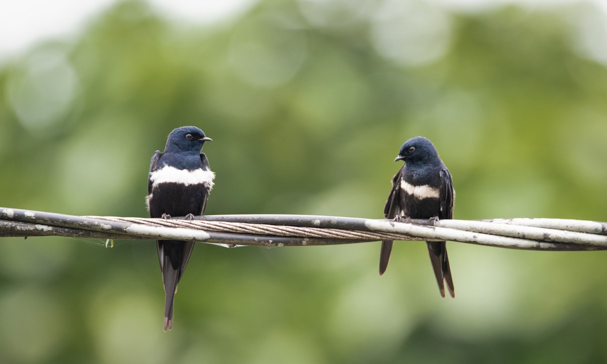 White-banded Swallow - ML560885651