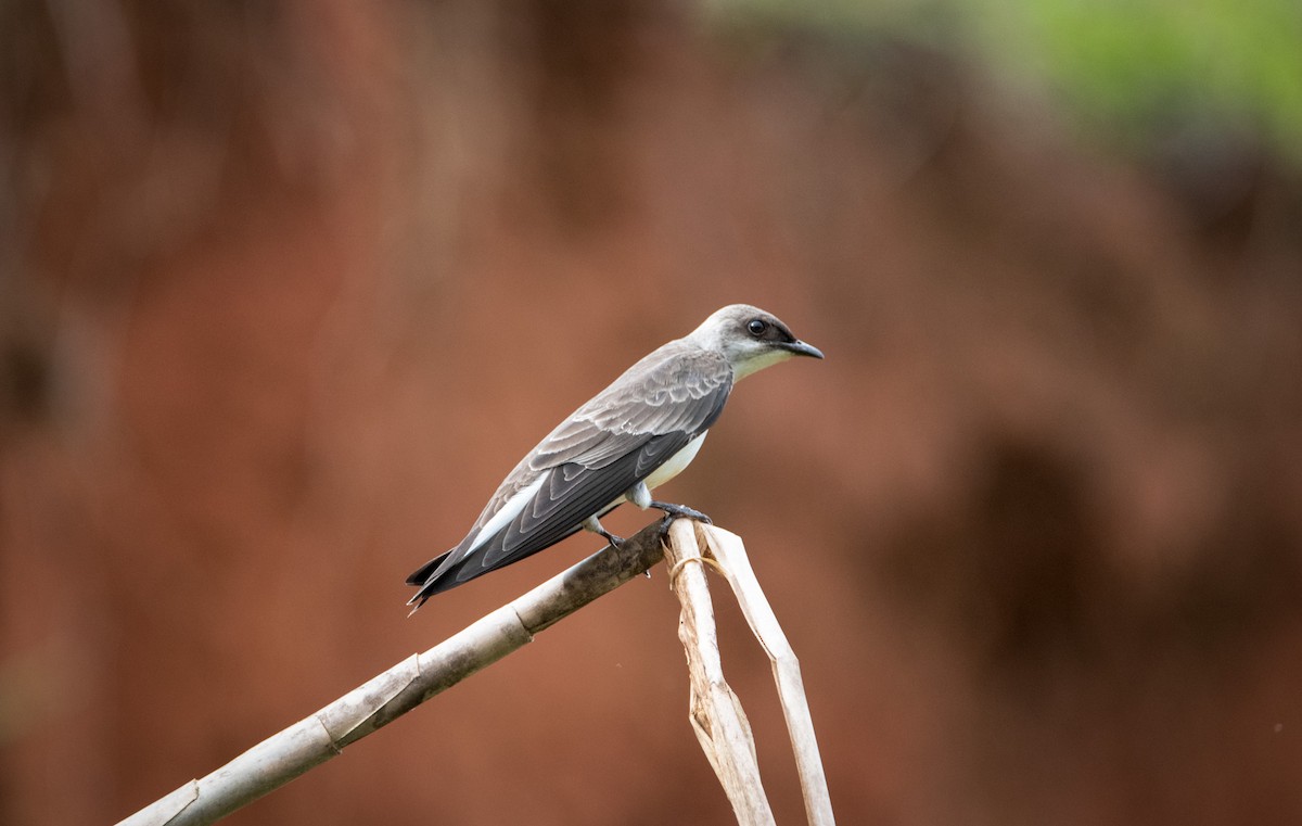 Brown-chested Martin - ML560885811