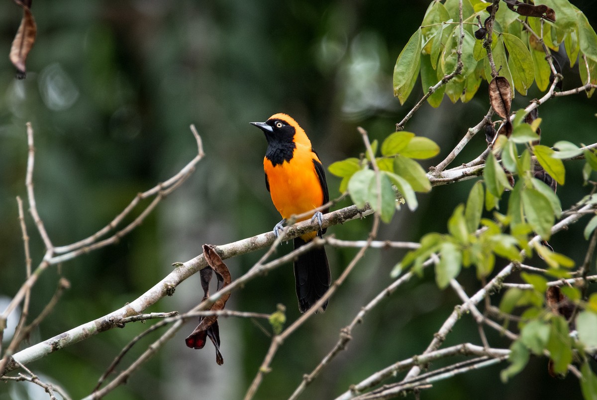 Orange-backed Troupial - ML560885851