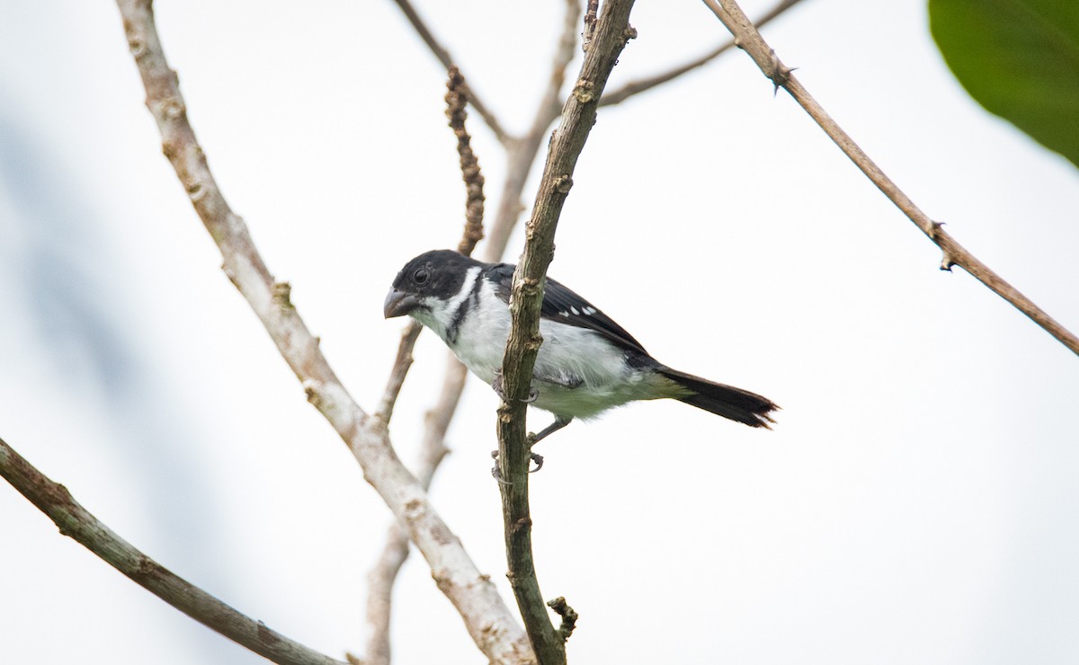 Wing-barred Seedeater (Caqueta) - ML560886201