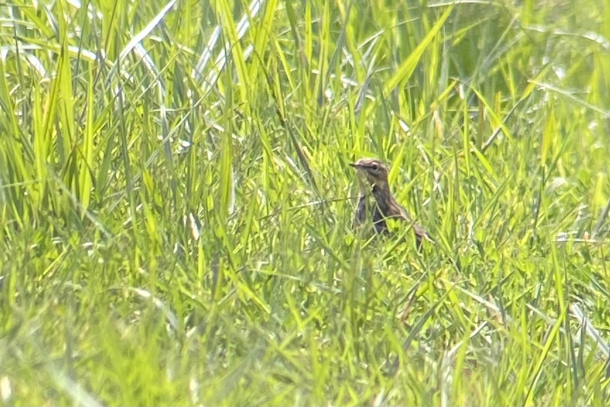 Red-throated Pipit - ML560887041