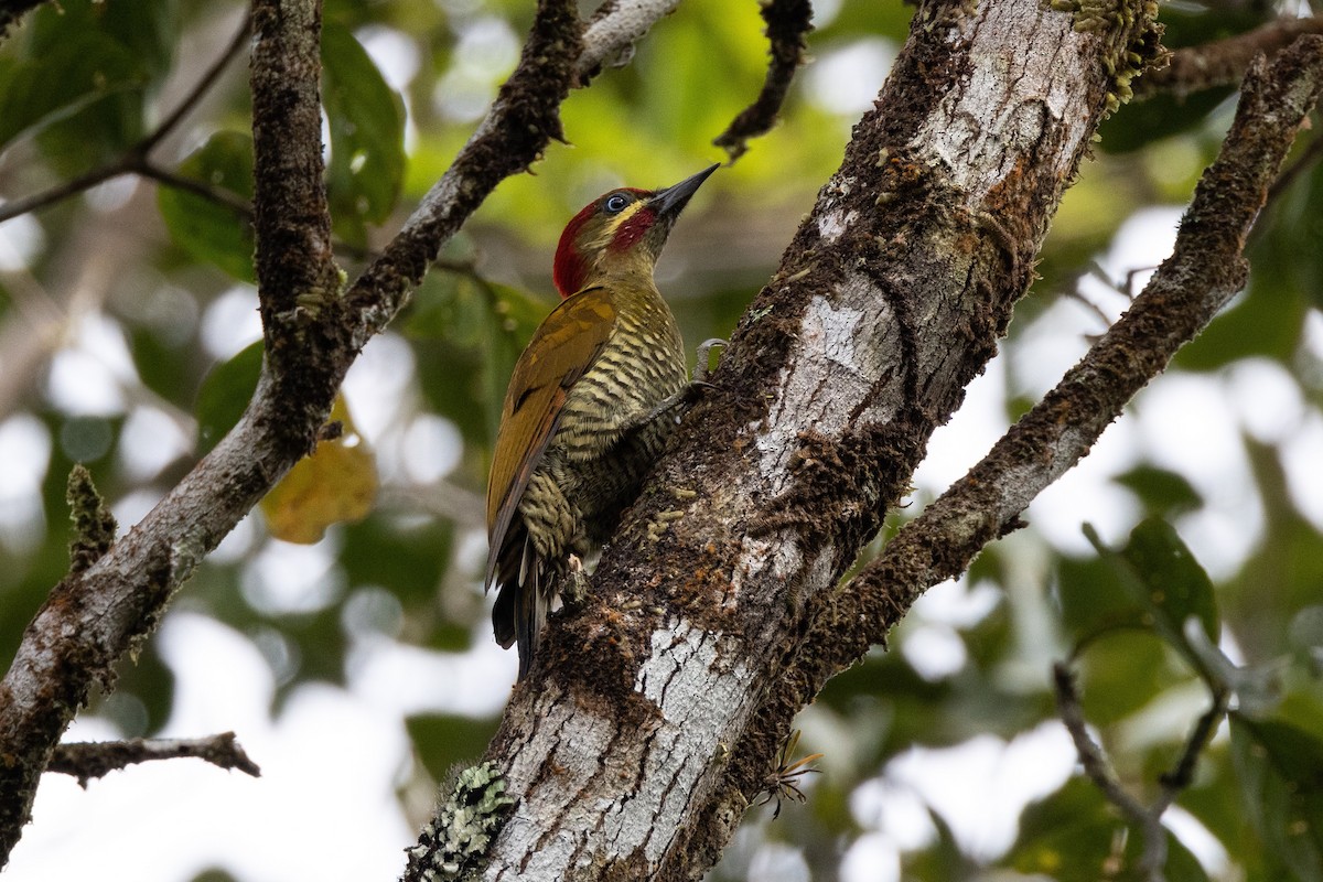 Stripe-cheeked Woodpecker - ML560887531