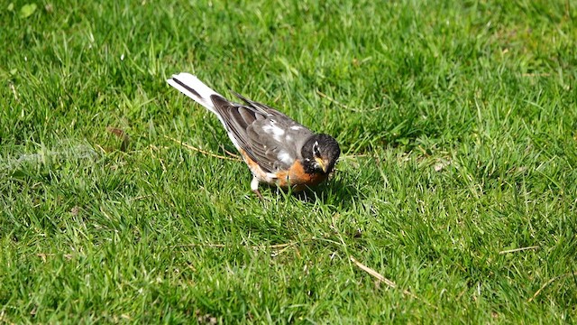 American Robin - ML560887661