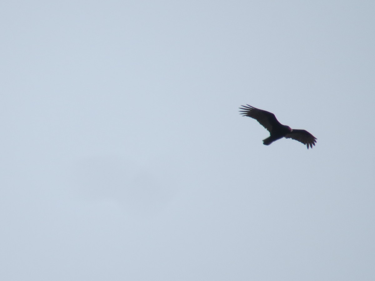 Turkey Vulture - ML560887711