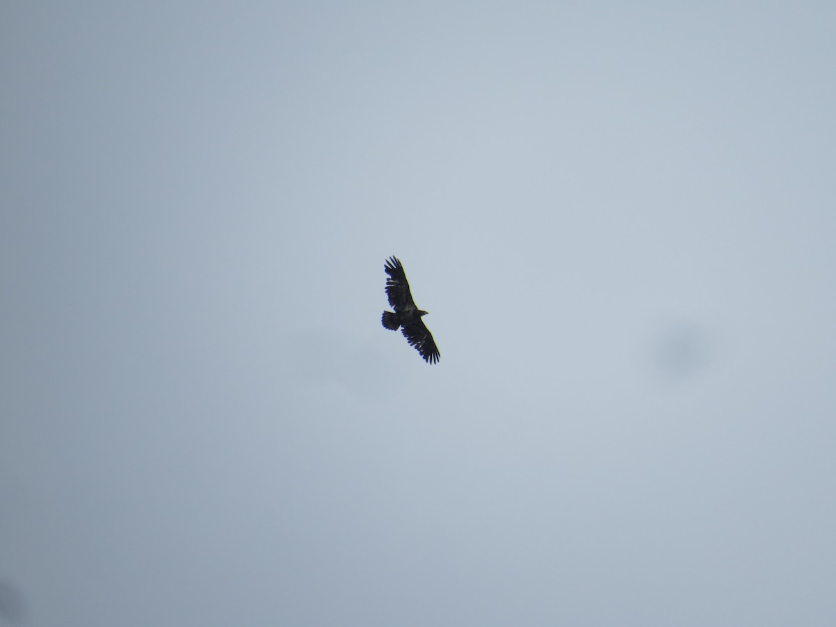 Bald Eagle - ML560887881