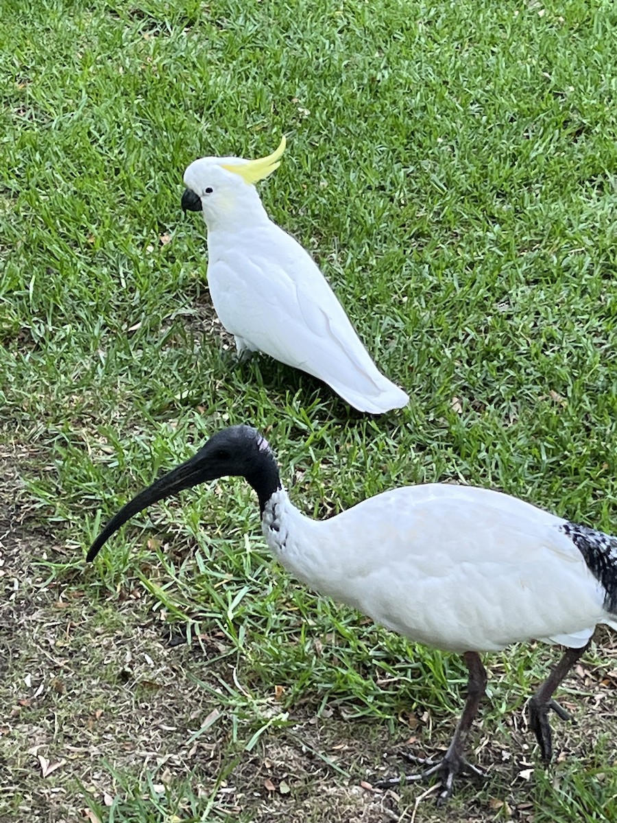 ibis australský - ML560888291