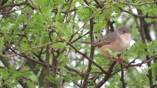 Curruca Carrasqueña Occidental - ML560889811