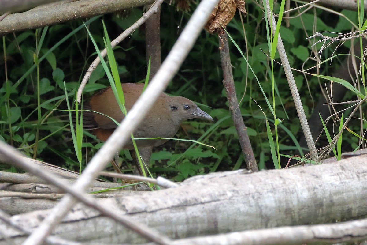 Pale-vented Bush-hen - ML560890001