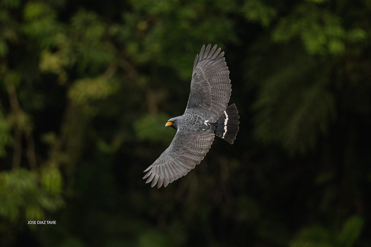 Barred Hawk - ML560890191