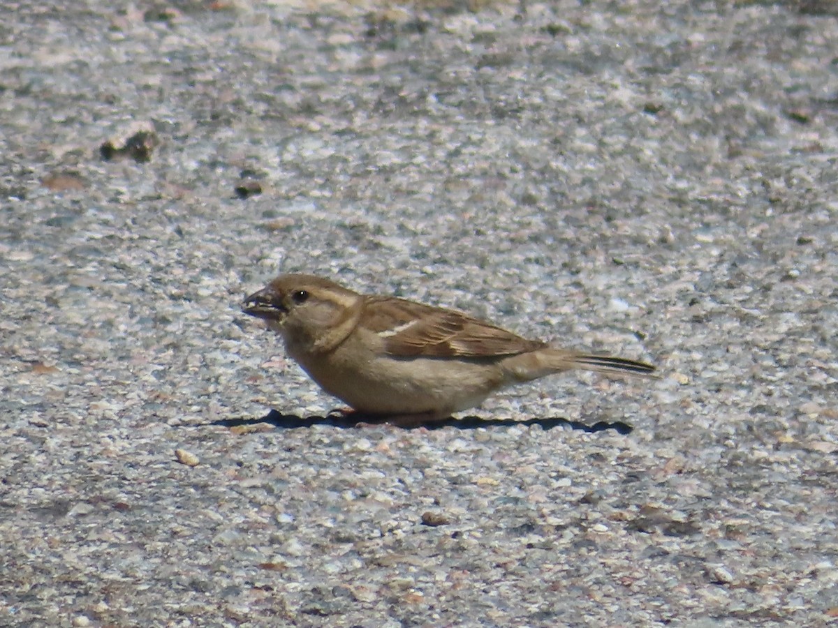 House Sparrow - ML560891931