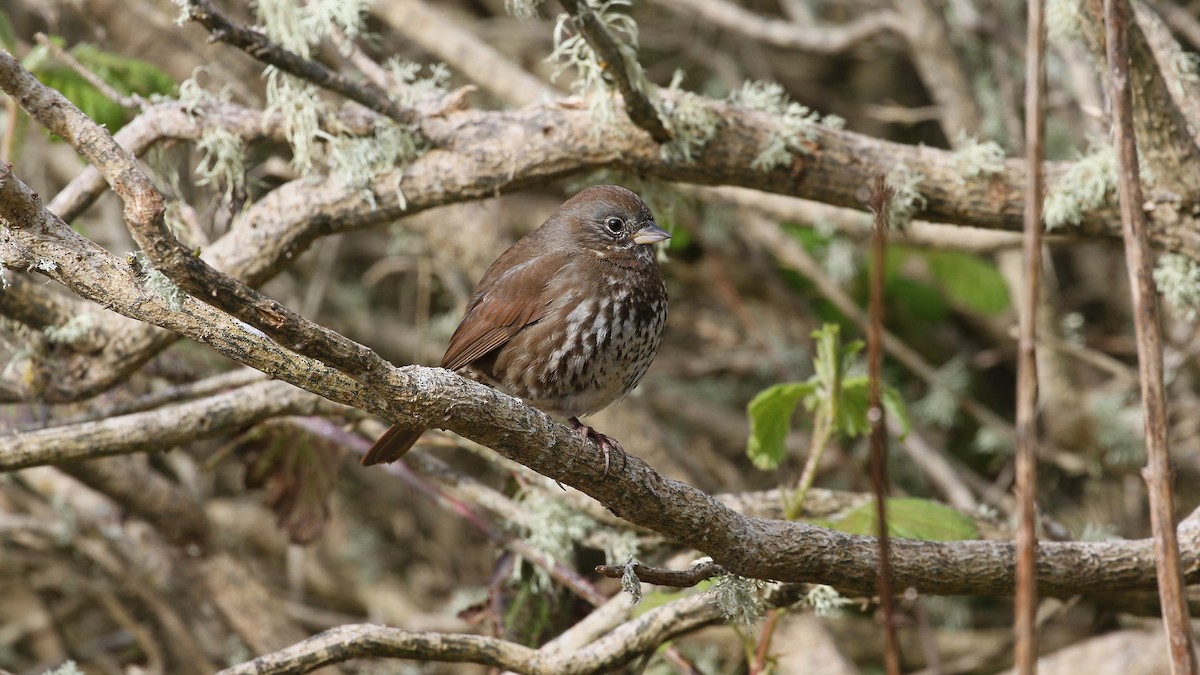Fox Sparrow - ML560892341
