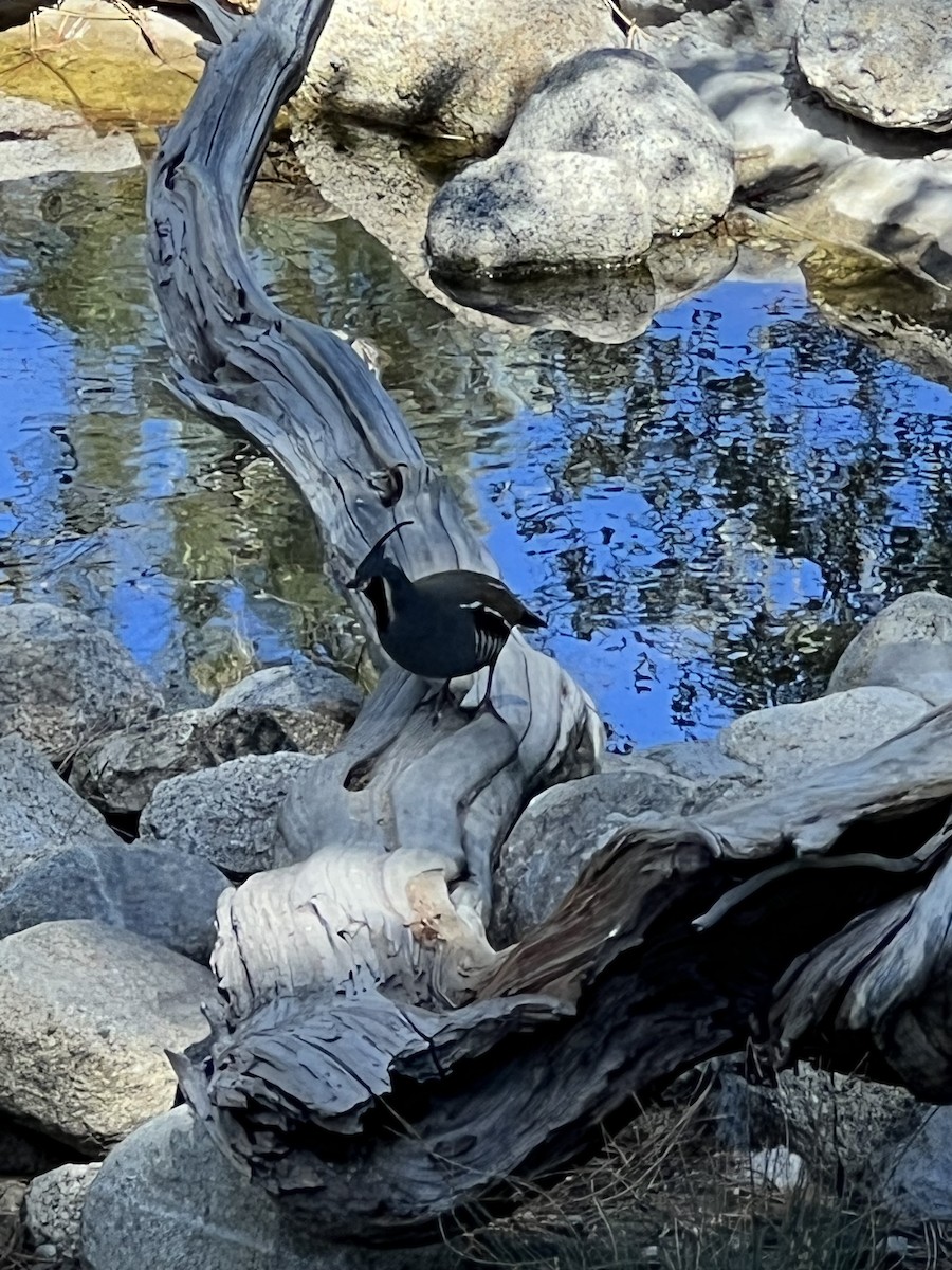 Mountain Quail - Jennifer Cole