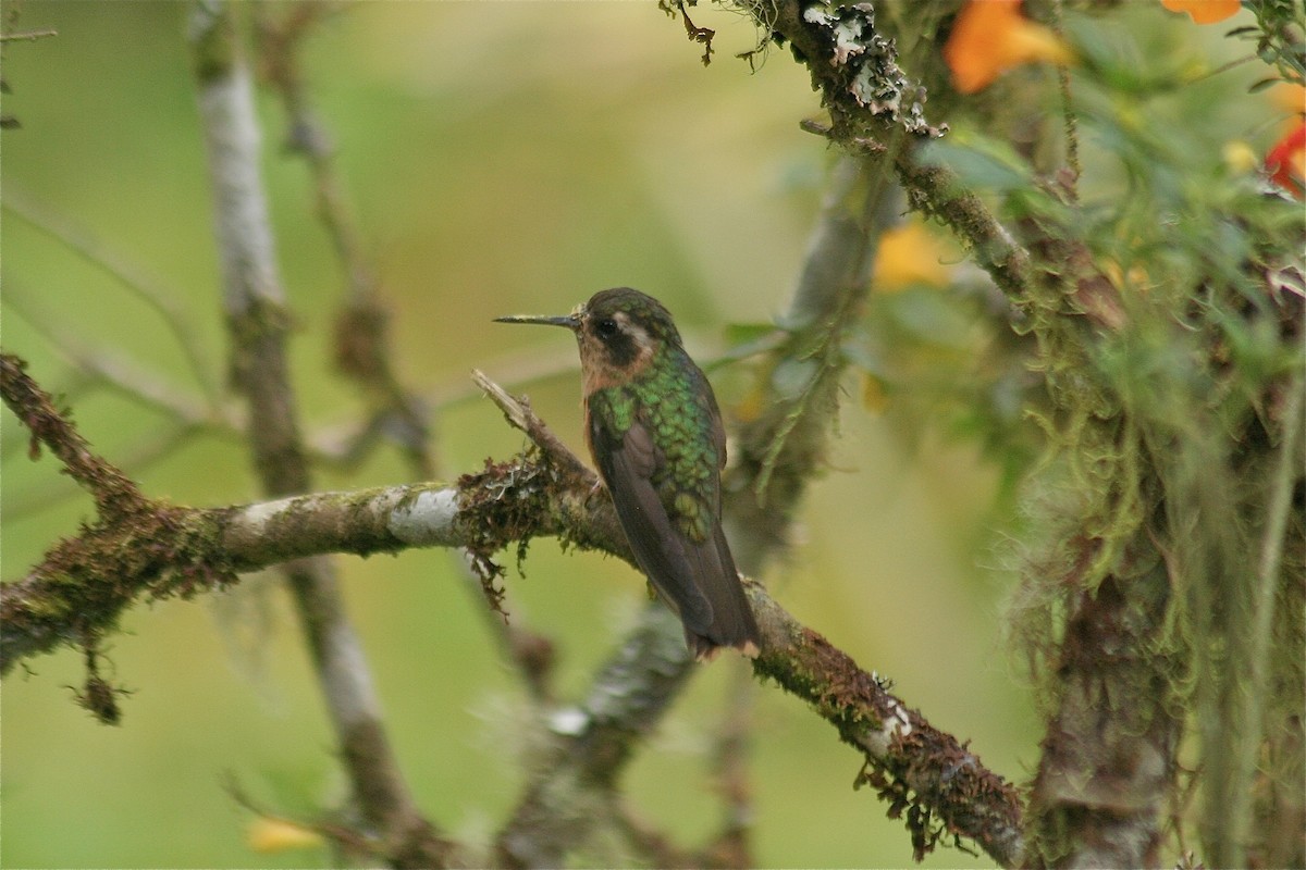 Speckled Hummingbird - Eric DeFonso 🦑