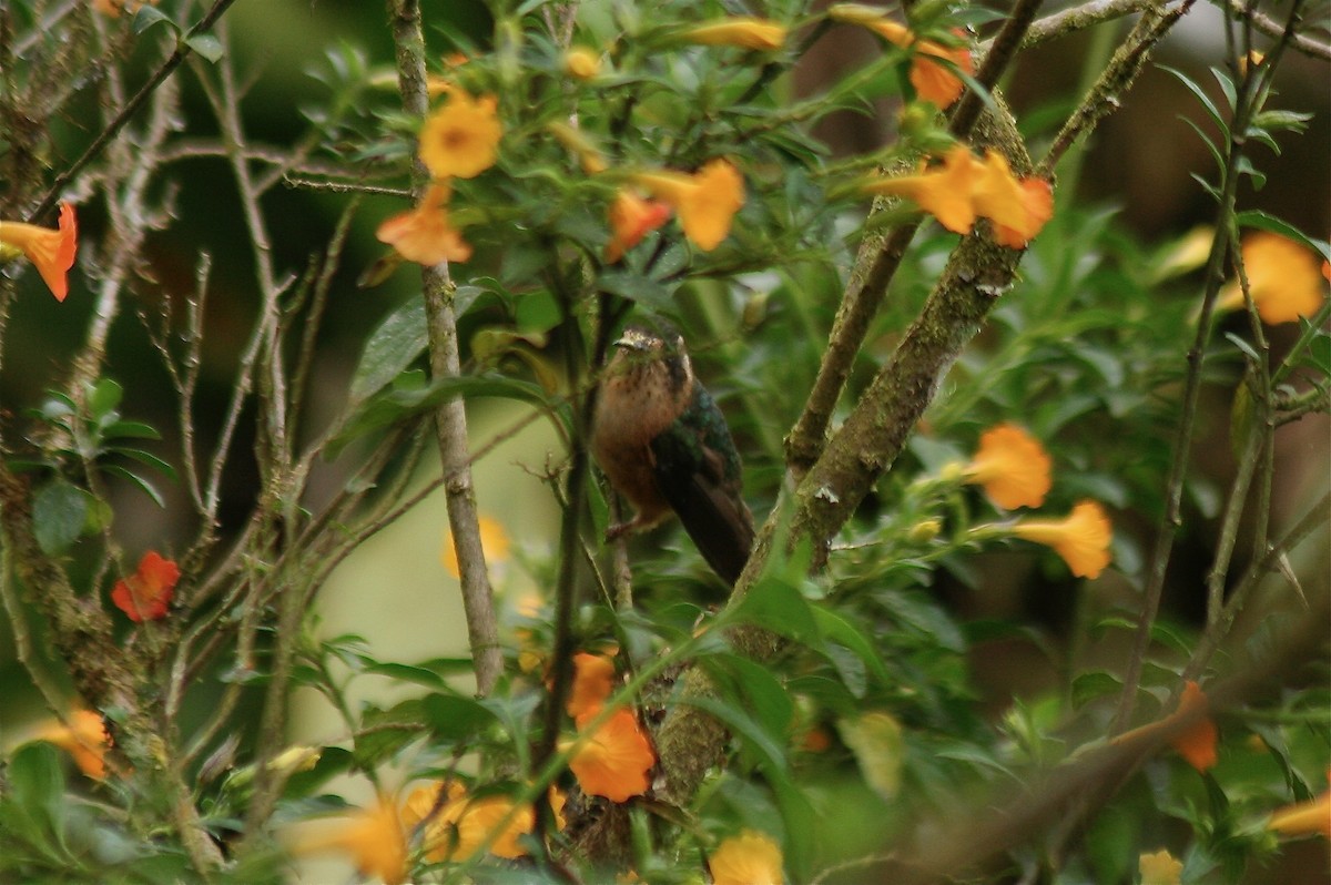 Colibrí Jaspeado - ML560892751