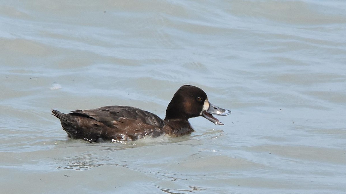 Lesser Scaup - ML56089341