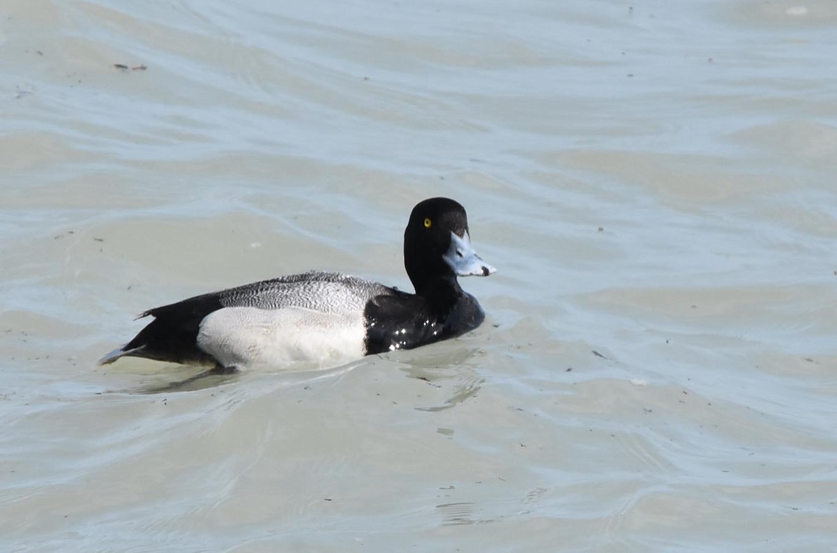 Lesser Scaup - ML56089351