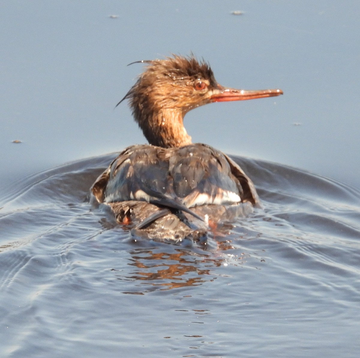 Red-breasted Merganser - ML560893541