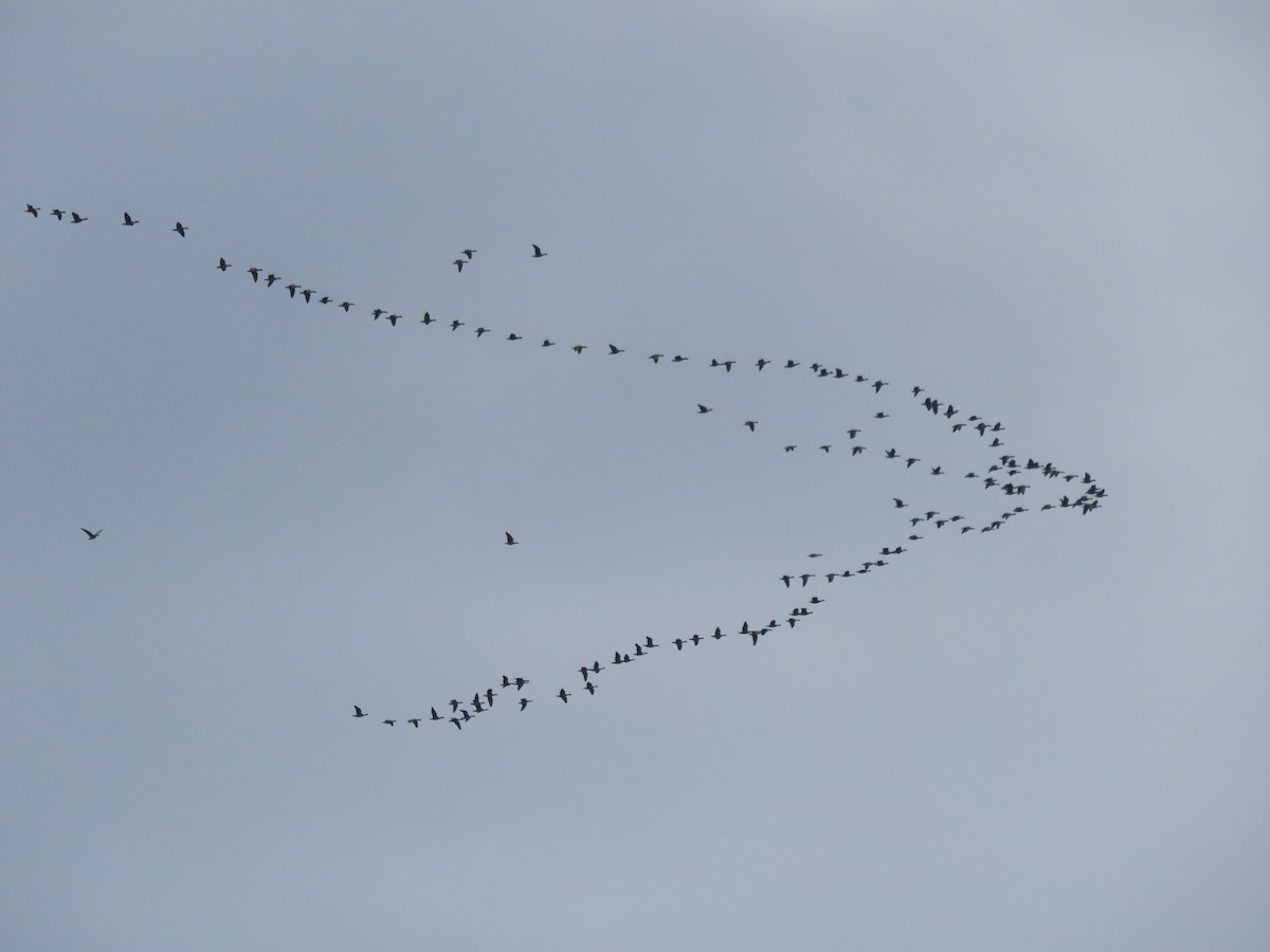 tanımsız kaz (Anser/Branta sp.) - ML560893931