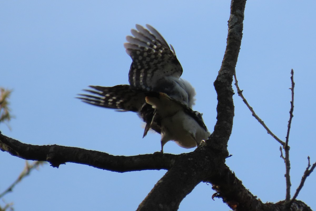 Hairy Woodpecker - ML560894421