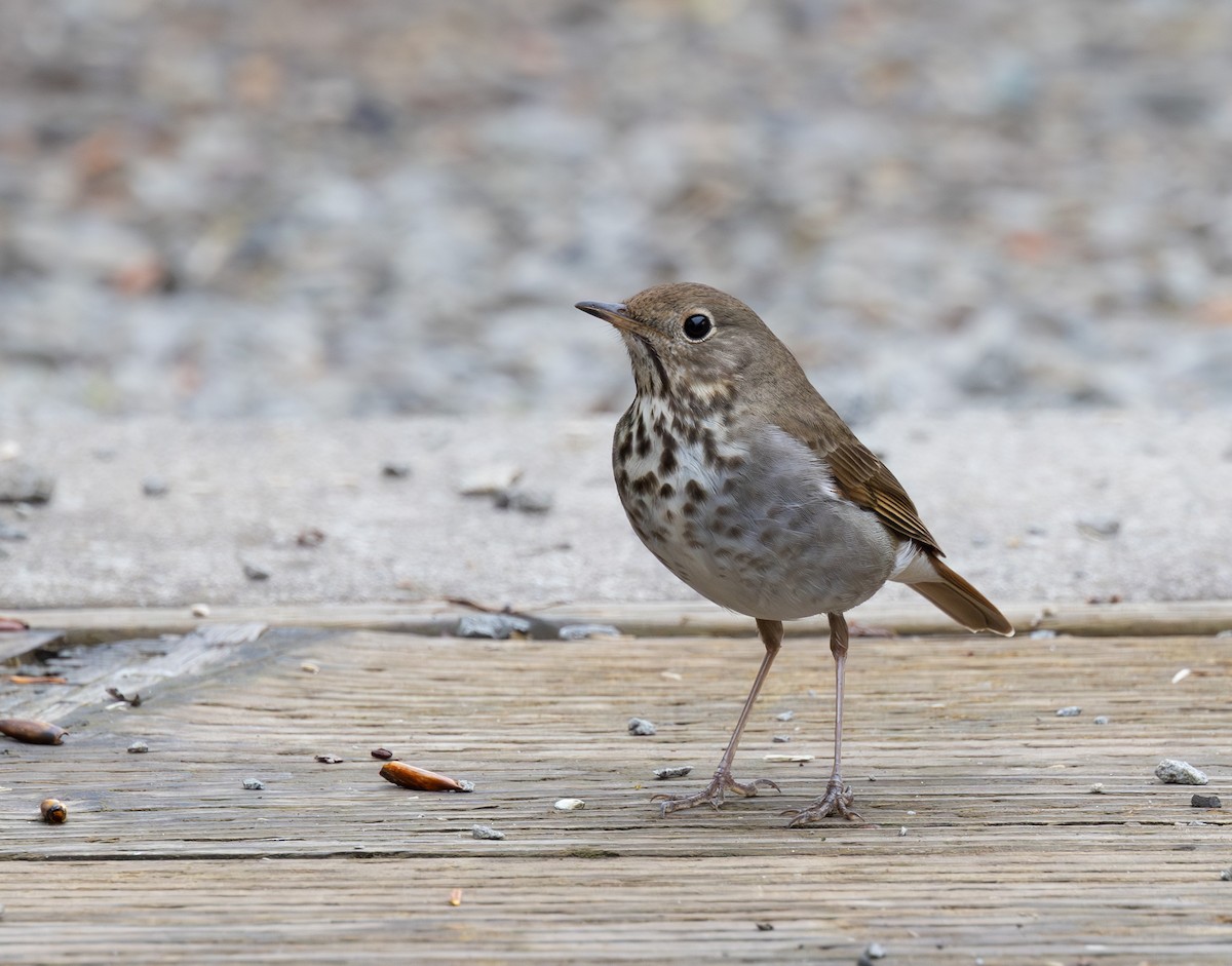 Hermit Thrush - ML560895231